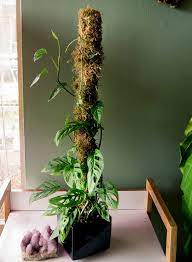 Pin On Houseplants