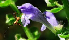 Image result for Scutellaria schweinfurthii
