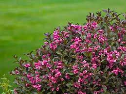 Maybe you would like to learn more about one of these? Flowering Shrubs Deer Resistant Top Ten Plantingtree