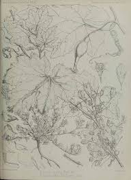 Image result for Eureiandra eburnea