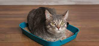 This will help the cat in relieving herself. Crystals In Cat Urine And How To Treat Them Blue Buffalo
