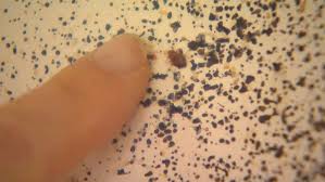 Image result for bed bugs droppings