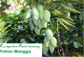 Kumpulan Puisi Tentang Pohon Mangga Untuk Anak Sd Operator Sekolah