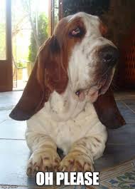 Maybe you would like to learn more about one of these? Funny Basset Hound Meme Oh Please Basset Hound Funny Basset Hound Dog Basset Hound Puppy