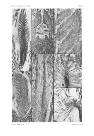 Image result for Tricalysia bagshawei