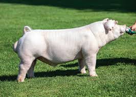 My name is bill rosenbaum and i would like to give you a little bit of my background in the swine industry and my vision for the future of southern gold sires. Boars Southern Gold Sires