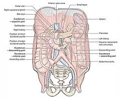 The duodenum is the first part of the small intestine. Easy Notes On Duodenum Learn In Just 4 Minutes Earth S Lab