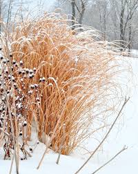 A Winter Garden Walk The Creekside Cook Winter Garden Miscanthus Morning Light Landscape Design