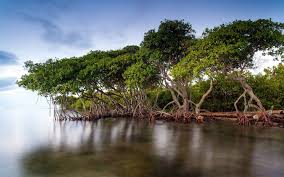 Bishop Museum Of Science And Nature Jobs The Mangrove Forests Of The Lake Wallpapers Mangrove Forest Nature Photo Wallpaper Mangrove