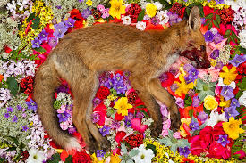 Resultado de imagen de animal invisible alborés