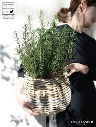 楽天市場 ローズマリー ぽってり可愛い 手織りバスケット バルーン型 鉢カバー 立性 鉢植え 苗 苗木 ローズマリ ハーブ ハーヴ カゴ かご バスケット ラタン 籐 篭 籠 ブラウン ベージュ ココヤシファイバー land plants 楽天市場店 鉢植え ローズマリー 玄関