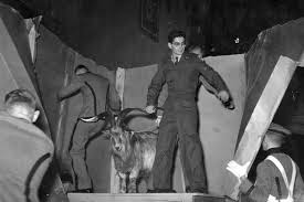 Goat kill hunter attacks 'ignorant people'. A Covert Coup For Cadets Steal The Mascot The New York Times