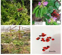 Image result for Abrus fruticulosus