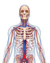 It could also refer to the sum total of organs and parts of one's body. Upper Body Anatomy Photograph By Pixologicstudio Science Photo Library