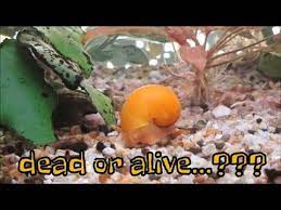Are you unsure how to tell if your aquarium snail is actually alive (maybe in a deep sleep) or dead? How To Tell If Aquarium Snail Is Dead How To Know If Your Snail Is Dead Or Alive Youtube