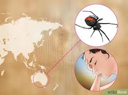 It is not necessary that all bites cause pain. 3 Ways To Treat Spider Bites Wikihow