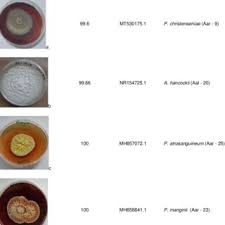 Image result for Allophylus abyssinicus