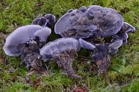 Image result for Phellodon niger