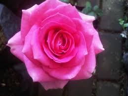 Check spelling or type a new query. Jual Tanaman Mawar Pink Pink Rose Bibitbunga Com