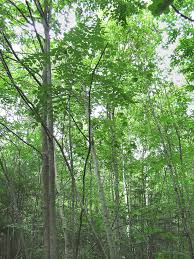 Image result for Tectaria angelicifolia