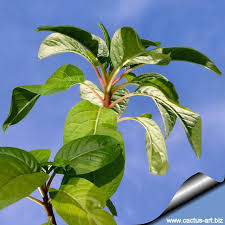 Image result for Phytolacca dioica