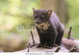 Image result for kuna lesní obrázky