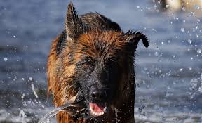 How to make house not smell like dog. Does Your Hair Smell Like A Wet Dog Scary Symptoms