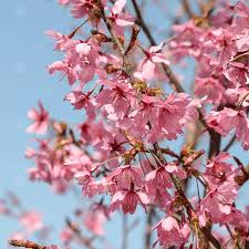 The prunus 'collingwood ingram' is a deciduous tree. Prunus Collingwood Ingram Flowering Cherry Tree Free Delivery