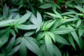 Does Marijuana Cause Lung Cancer Doctors Call For More Research
