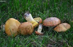 Image result for Suillus weaverae