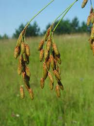 Image result for Scirpus pendulus