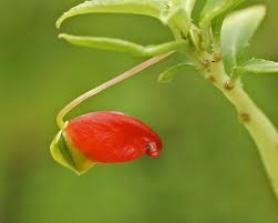 Image result for Impatiens keilii