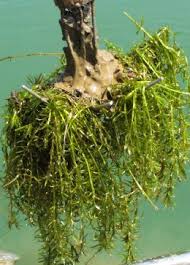 Image result for Hydrilla verticillata