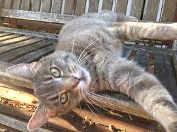 Check spelling or type a new query. My Name Is Bocat Posts Facebook