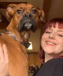 Boxer with pitiful face, not being fed