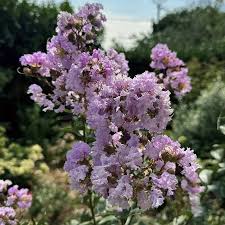 Image result for Lagerstroemia