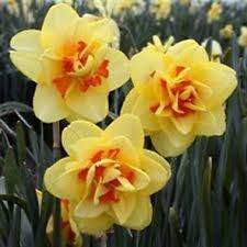 Daffodils Narcissus Tahiti Wholesale Flowers Florist Supplies Uk Flores