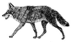 35+ coyote coloring pages for printing and coloring. Coyote Fox
