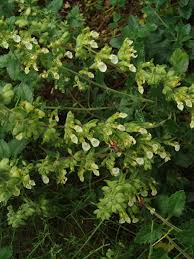 Image result for Equilabium stenophyllum