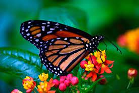 Mariposa Monarca Caracteristicas Habitat Ciclo De Vida