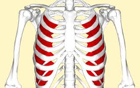 So, let's learn the ribs so we can so what parts of the rib cage show up on the surface? Intercostal Retractions Everything You Need To Know About Causes Home Care And What To Expect Healthing Ca