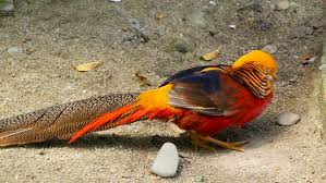 Phoenix bird information in marathi, phoenix bird (फिनिक्स बर्ड), phoenix bird mythology (फिनिक्स बर्ड मायथॉलॉजी), phoenix bird in harry potter, phoenix bird powers, phoenix bird real. The Phoenix Bird Real