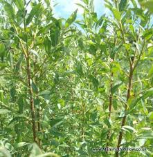 Soak the roots in a bucket of tap water for three hours before planting. Hybrid Willow Red Salix Hybrid Willow 0 53 Mammoth Willow English Willowgrowers And Suppliers