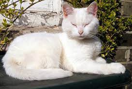 See more ideas about cute cats, cats, cats and kittens. Why Are There So Many Cute Cats On The Internet The World Is Driven By A Cute Excellence Syndrome Blarb