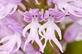 Check spelling or type a new query. The Strangest Flowers In The World That Look Like Something Else Earthly Mission