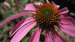 Имате ли нужда от deadhead coneflowers? How To Grow Coneflowers Miracle Gro
