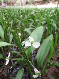 ナガバオモダカ – 植物図鑑