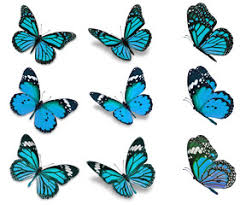 The viceroy butterfly, basilarchia archippus (cramer) (nymphalidae), although not closely related to the monarch butterfly, appears strikingly similar in color and pattern. Beautiful Blue Monarch Butterfly Wall Mural Wallpaper Murals Thawats