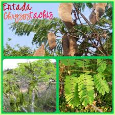 Image result for Entada chrysostachys