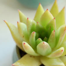 5ステップでできる多肉植物の増やし方 葉挿し編 多肉植物 サボテンの専門通販 Solxsol